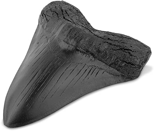 susiodeu Haifischzähne aus Harz, Vintage, leicht zu reinigen, realistisch in Form, 12,7 cm, Lehrrequisiten, Spezialitäten, Megalodon Zahn, schwarz
