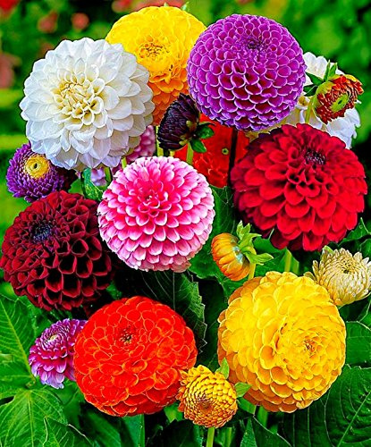 SeedsUP - Plus de 30 dahlias pompons – Mélange de fleurs
