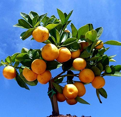 Generic Bonsai Fruit Seeds Citrus New 30pcs Edible Mandarin Orange Tree small tree Seeds : Only seeds