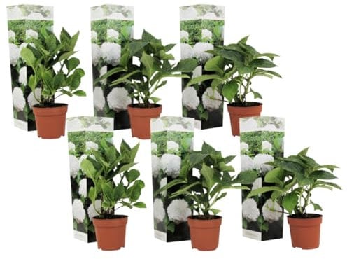 Plant in a Box - Ortensia hydrangea macrophylla Bianco - Set di 6 - Rosa d'ortensia - Vaso 9cm - Altezza 25-40cm