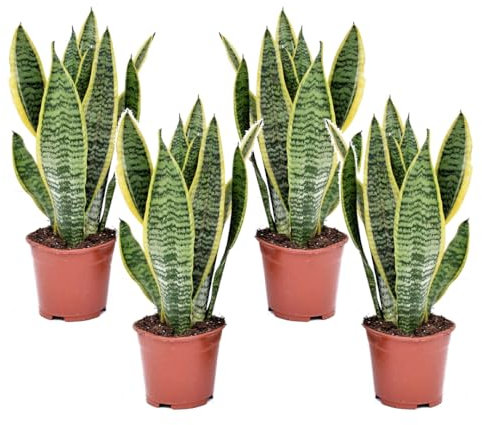 Plant in a Box - Sansevieria trifasciata 'Futura Superba' - Set di 4 - Lingua di suocera - Vaso 12cm - Altezza 35-40cm