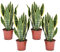 Plant in a Box - Sansevieria trifasciata 'Futura Superba' - Set di 4 - Lingua di suocera - Vaso 12cm - Altezza 35-40cm