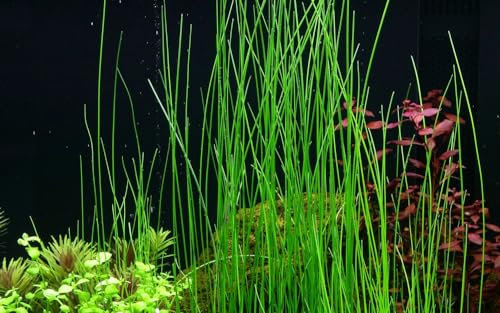 AquaOne Aquarium Pflanze Eleocharis montevidensis I Wasserpflanze Aquariumpflanze Ausläufer voll durchwurzelt einfach pflegeleicht Aquascaping Dekoration