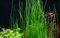 AquaOne Aquarium Pflanze Eleocharis montevidensis I Wasserpflanze Aquariumpflanze Ausläufer voll durchwurzelt einfach pflegeleicht Aquascaping Dekoration