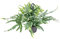 Bloomique - Phlebodium Blue Star - Goldtüpfelfarn - Hängepflanze - Zimmerpflanzen - Pflegeleicht - Luftreinigend - Höhe 20-30 cm - Hängetopf 17 cm