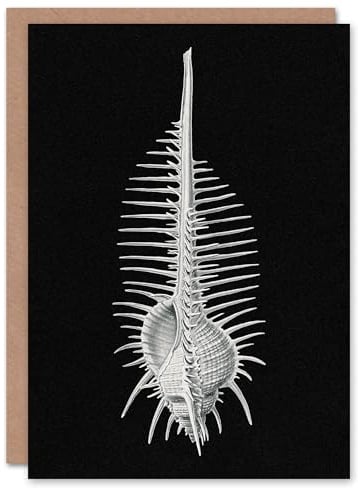 Artery8 Ernst Haeckel Art Card Murex Seashell Sketch on Black
