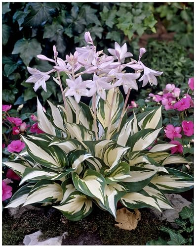 Stauden Gänge 10 x Hosta x fortunei 'Fire and Ice' Funkie, Herzblatt | Winterharter Bodendecker für Halbschatten bis Schatten, Blüte Juni bis August, mehrjährig, 1 L Topf (11x11 cm)