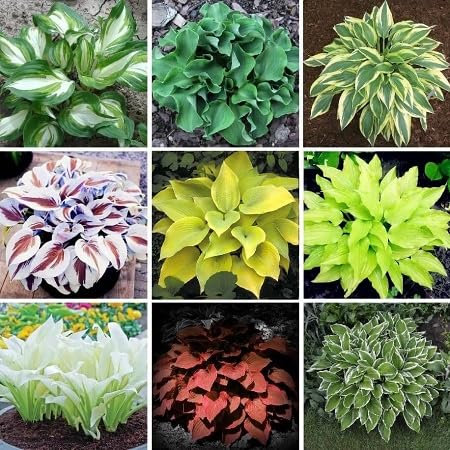 Hosta Plant Seeds 100pcs Mixed