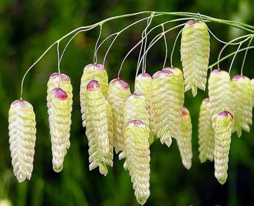 1 Pack of 400 SEEEDS Greater Quaking Grass - Briza Maxima