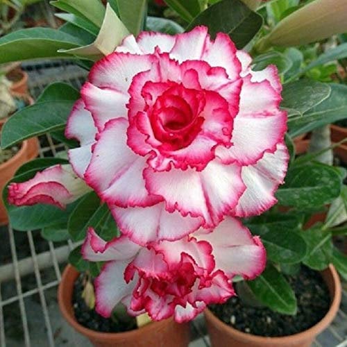 Oce180anYLVUK Desert Rose Seeds, 1 Beutel Desert Rose Seeds Seltener Und Auffälliger Balkon-Bonsai-Samen Für Den Garten Desert Rose Seeds