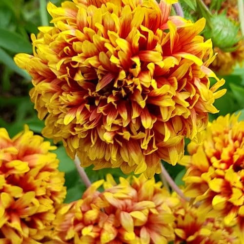 Plant World Seeds - Gaillardia Pulchella 'Sundance' Seeds (Annual Flower Seeds)