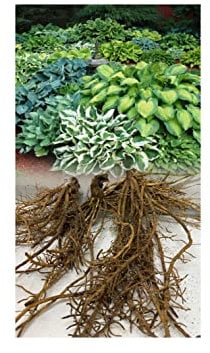3 Hosta Pot Luck Plantain Lily Mixed Varieties Bare Root Perennial Plant Grade 1 : - by GARTHWAITE NURSERIES® : - UK Stockist