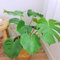 Luojuny Monstera-Samen, 50 Stück/Beutel, Monstera-Samen, halbmondförmiges Blatt, Balkondekoration, grüne Topfpflanzensamen für Zuhause Saatgut