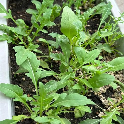 400 pcs rucola samen bio - bio aussaat samen gemüse pflanzensamen,Eruca sativa, gemüsepflanzen topfpflanzen draußen winterhart bonsai topf seeds büropflanzen gemüsesaat gemüse samen