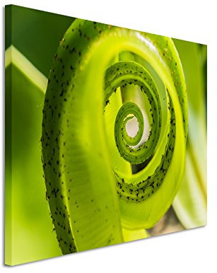 Paul Sinus Art XXL Fotoleinwand 120x80cm Naturfotografie – Grüner Farn auf Leinwand exklusives Wandbild moderne Fotografie für ihre Wand in vielen Größen