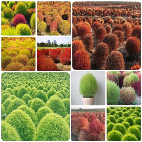 500 Pcs Kochia Scoparia Samen - Summer Cypress - Ziergras Samen, Schnellwachsende Sträucher Als Sichtschutz, Indoor Kräutergarten Feuerbusch - Bassia Scoparia - Pflanzen Züchten