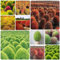 500 Pcs Kochia Scoparia Samen - Summer Cypress - Ziergras Samen, Schnellwachsende Sträucher Als Sichtschutz, Indoor Kräutergarten Feuerbusch - Bassia Scoparia - Pflanzen Züchten