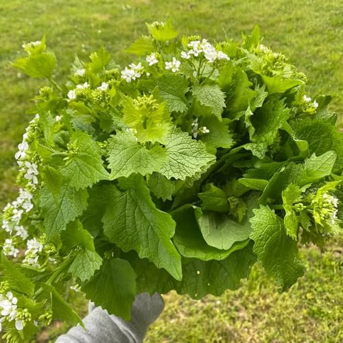 20 pcs knoblauchsrauke samen bio, gemüsebeet, samen (Alliaria petiolata) kräuterbeet küche, hochbeet kräuter gemüsepflanzen, hochbeete für garten alte gemüsesorten samen, kräutergarten