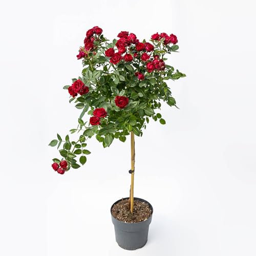 Pianta vera di Rosa alberello Royal Red - Diametro Vaso Ø 23 cm