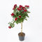 Pianta vera di Rosa alberello Royal Red - Diametro Vaso Ø 23 cm
