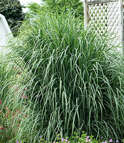 BALDUR Garten Panicum virgatum Northwind im 14 cm XL-Topf,1 Pflanze, säulenartiger Wuchs, goldgelbe Herbstfärbung, robust und winterhart, pflegeleicht & mehrjährig