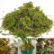 Gukasxi Mousse de forêt séchée pour plantes en pot - Décoration de sphaigne naturelle pour terrarium, sol d'orchidée - Taille M (4 l)