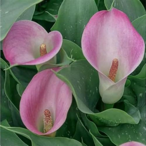 Calla bulbi,piante erbacee perenni, bulbi da fiore a fioritura primaverile,adatti per la semina immediata,calla lily bulb(senza semi, non artificiali, profumati)-2 bulbi