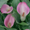 Calla bulbi,piante erbacee perenni, bulbi da fiore a fioritura primaverile,adatti per la semina immediata,calla lily bulb(senza semi, non artificiali, profumati)-2 bulbi