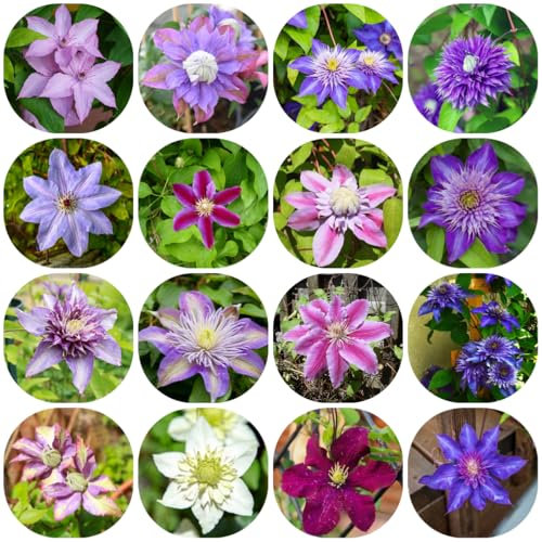 9 pcs clematis winterhart zwiebeln - Klematis - blumen pflanzen für draußen winterhart hängepflanzen winterhart mehrjährig steingartenpflanzen winterhart seltene pflanzen zwiebelblumen