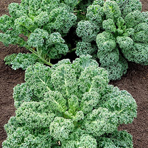 Saterkali Semi di Cavolo Riccio, 100 Pezzi Semi di Cavolo Riccio Giardino di casa Cortile Fattoria Pianta vegetale nutriente Semi di Cavolo