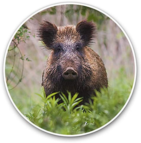 Vinyl-Aufkleber (2 Stück) 7,5 cm – Wildschwein Sus Scrofa Schweinchen Ferkel Tier #24437