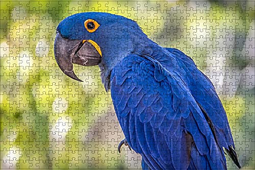 LHJOY Puzzle Welt Puzzel 1000 Teile Vogel Ara Papagei Hyazinthe Ara blaues Tier Geburtstagsgeschenk 75x50cm