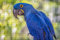 LHJOY Puzzle Welt Puzzel 1000 Teile Vogel Ara Papagei Hyazinthe Ara blaues Tier Geburtstagsgeschenk 75x50cm