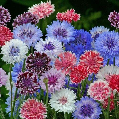 1kg Seeds of Polka Dot Mixed Cornflower