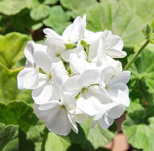 Geranium Flower Seeds 100pcs White