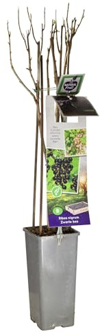 Chrestensen Schwarze Johannisbeere Titania® im 2L Container – Selbstfruchtbar, Winterhart, Ertragreich – Beerenstrauch 50-70 cm – Sonnig bis Halbschattig