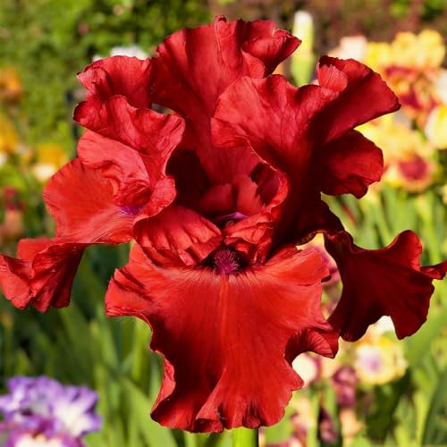 Bulbos de Iris Perennes y Resistentes | Colores Vibrantes | Ideales para Balcón y Jardín Exterior-4pcs-j