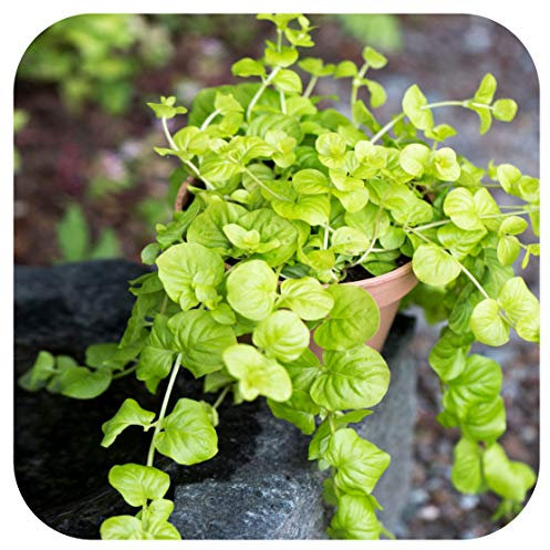 Creeping Jenny 'Lysimachia' Goldilocks x 5 Plug Plants Perennial