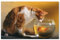 Jigsaw Puzzles for Adults 1000 Piece，Fish Bowl Animal Cat，Educational Games Brain Challenge Jigsaw Puzzles for Adult Kids 75 * 50cm