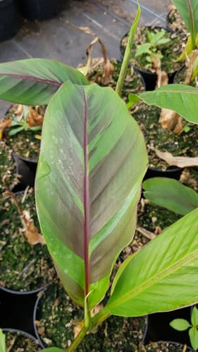 Musa sikkimensis 'Ever red' / Bananier du Sikkim tricolor/Conteneur de 2 à 2.9 litres