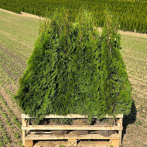 Thuja occidentalis 'Smaragd', Höhe 125-150 cm, mit Ballen, 10 Stück