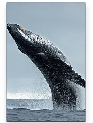Leinwandbilder | Bilder Leinwand 90x60cm springender Buckelwal