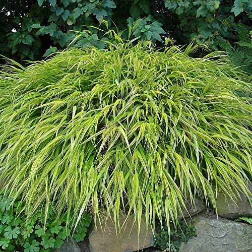 Golden Hakonechloa Aureola Hardy Deciduous Perennial Long Narrow Green and Yellow Grass Blades Hakonechloa Macra Aureola 1 x 9cm Pot by Thompson and Morgan