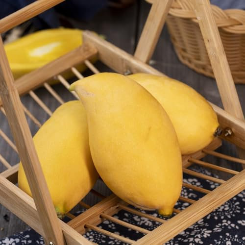 mango samen zum pflanzen, pflanzen, sukkulenten samen kletterpflanzen winterhart, säulen obstbäume bonsai, obstsamen extrem winterharte kübelpflanzen, alte sorten saatgut 2pcs