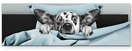 Paul Sinus Art Leinwandbilder | Bilder Leinwand 120x40cm niedlicher Hund im Bett