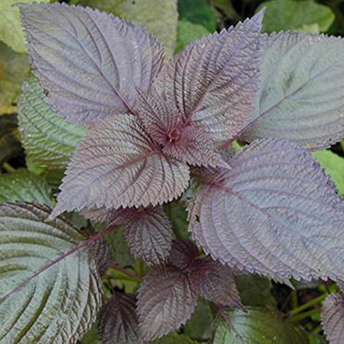 Haloppe 100 Unids Semillas de Plantas de Perilla Púrpura para la Plantación de Jardín en el Hogar, Semillas de Perilla Púrpura Semillas de Perilla Púrpura Saludables Naturales para la Cocina Sem