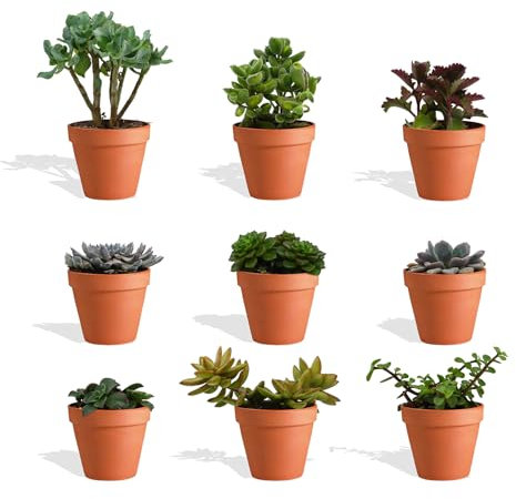 DutchLeafs Sukkulenten Mix 9 Stück Verschiedene Sukkulenten im Ø 14 cm Terrakotta Blumentopf - Kleine Pflanzen Mischung Sukkulenten Starter Set Pflegeleichte Zimmerpflanzen - Höhe 15-20 cm