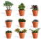 DutchLeafs Sukkulenten Mix 9 Stück Verschiedene Sukkulenten im Ø 14 cm Terrakotta Blumentopf - Kleine Pflanzen Mischung Sukkulenten Starter Set Pflegeleichte Zimmerpflanzen - Höhe 15-20 cm