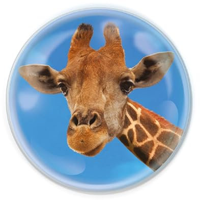 Deluxebase Magnidome - Giraffe Safari Kristallglas Kühlschrank Magnet für Kinder. Hervorragende gewölbte Magnete für Wohndekoration und Zubehör
