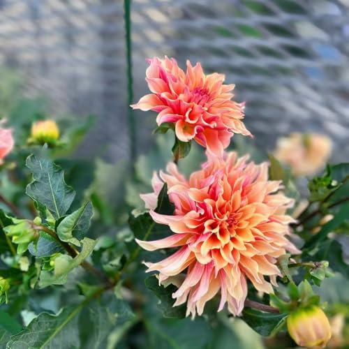 Bulbi di dalia - piante in vaso piante perenni resistenti e perenni da interno per gli amanti del giardino da appartamento bulbi di dalia giardino decorazione floreale aiuole 4pcs